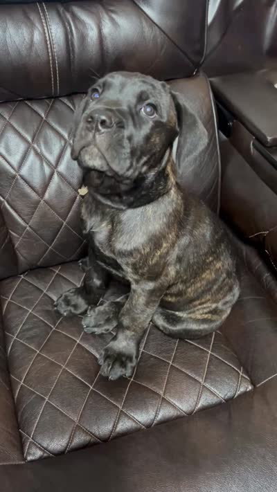 Light Blue Collar, a male Cane Corso for sale in Charleston, AR – 7 of 7