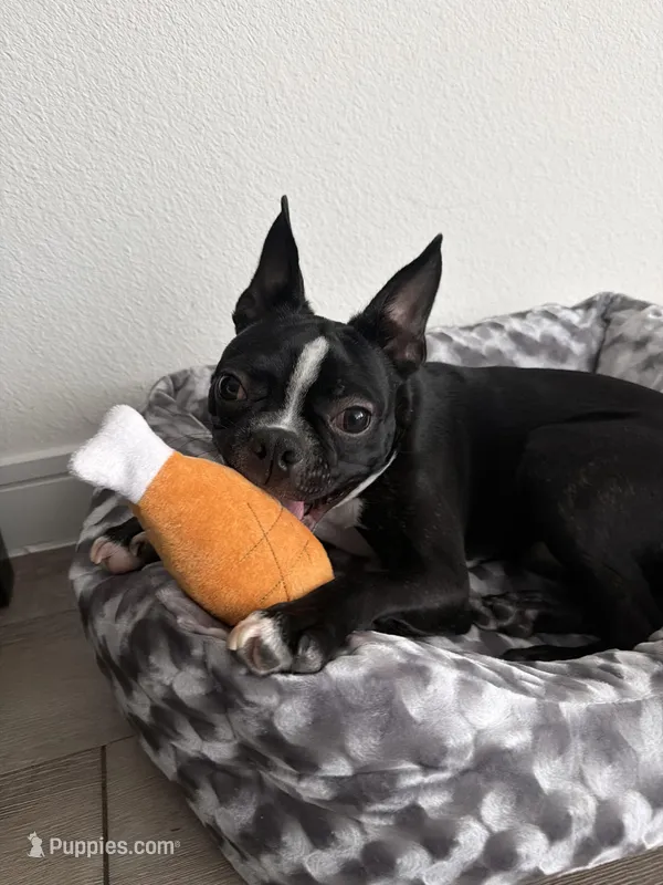 OPIE – Boston Terrier puppy for sale in Georgetown, TX