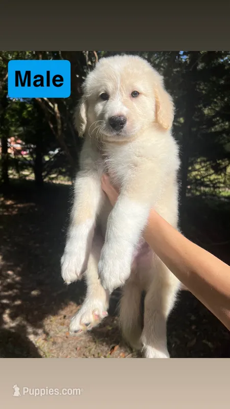 Male #5 – Pyredoodle puppy for sale in Springfield, SC