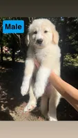 Male #5, a male Pyredoodle for sale in Springfield, SC – 1 of 1
