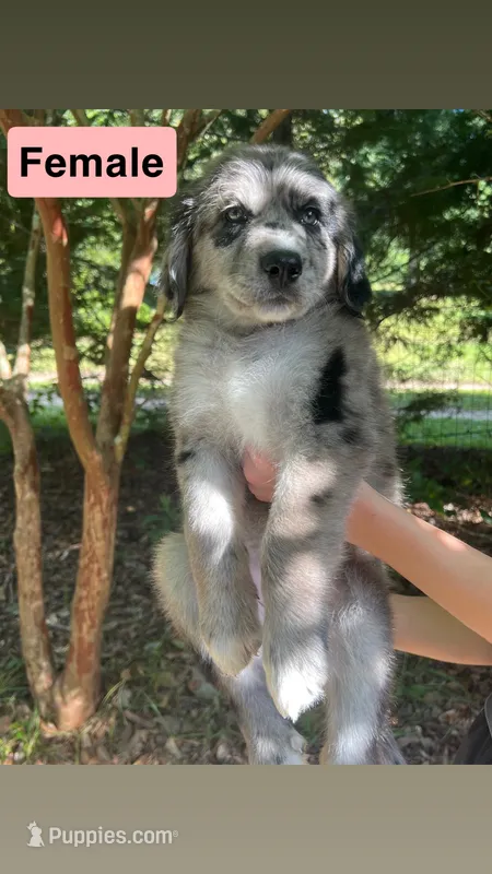 Female #1 – Pyredoodle puppy for sale in Springfield, SC