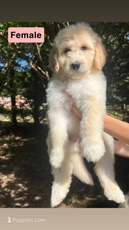 Female #4 – Pyredoodle puppy for sale in Springfield, SC