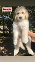Female #4, a female Pyredoodle for sale in Springfield, SC – 1 of 1