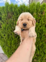 February Pups 2026, a male Golden Retriever for sale in Phoenix, AZ – Photo 2 of 3