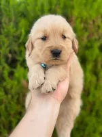 February Pups 2026, a male Golden Retriever for sale in Phoenix, AZ – Photo 3 of 3
