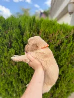 February Pups 2026, a female Golden Retriever for sale in Phoenix, AZ – Photo 3 of 4