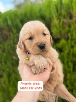 February Pups 2026, a female Golden Retriever for sale in Phoenix, AZ – Photo 1 of 4