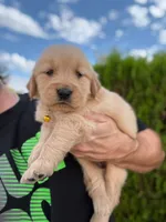 February Pups 2026, a female Golden Retriever for sale in Phoenix, AZ – Photo 2 of 4