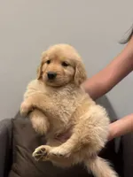 Male #1, a male Golden Retriever for sale in Phoenix, AZ – Photo 2 of 3