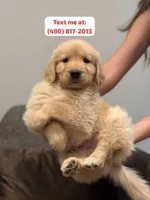 Male #1, a male Golden Retriever for sale in Phoenix, AZ – Photo 1 of 3