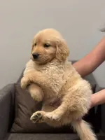 Male #1, a male Golden Retriever for sale in Phoenix, AZ – Photo 3 of 3