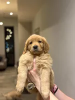 Female #1, a female Golden Retriever for sale in Phoenix, AZ – Photo 2 of 3