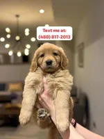 Female #1, a female Golden Retriever for sale in Phoenix, AZ – Photo 1 of 3