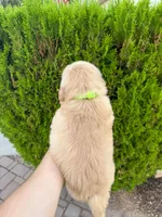 February Pups 2026, a female Golden Retriever for sale in Phoenix, AZ – Photo 4 of 4