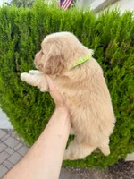 February Pups 2026, a female Golden Retriever for sale in Phoenix, AZ – Photo 3 of 4