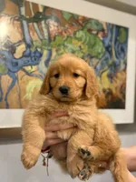 Female #3, a female Golden Retriever for sale in Phoenix, AZ – Photo 2 of 4