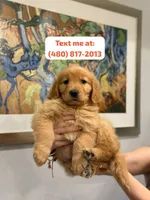 Female #3, a female Golden Retriever for sale in Phoenix, AZ – Photo 1 of 4