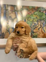 Female #3, a female Golden Retriever for sale in Phoenix, AZ – Photo 3 of 4