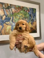 Female #3, a female Golden Retriever for sale in Phoenix, AZ – Photo 4 of 4