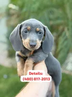 Exotic Color  “Blue and tan” , a female Dachshund for sale in Phoenix, AZ – Photo 1 of 3