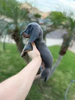 Exotic Color  “Blue and tan” , a female Dachshund for sale in Phoenix, AZ – Photo 3 of 3