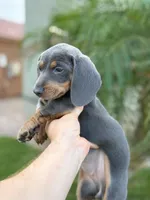 Exotic Color  “Blue and tan” , a female Dachshund for sale in Phoenix, AZ – Photo 2 of 3