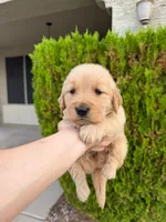 February Pups 2026, a male Golden Retriever for sale in Phoenix, AZ – Photo 3 of 3