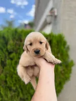 February Pups 2026, a male Golden Retriever for sale in Phoenix, AZ – Photo 2 of 3