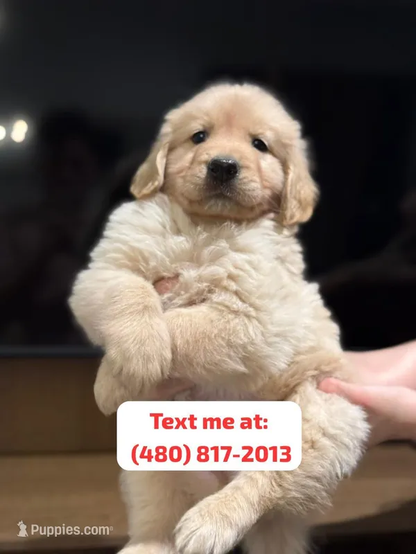 Golden Female #3 – Golden Retriever puppy for sale in Phoenix, AZ