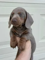 Exotic Color “Isabella”, a male Dachshund for sale in Phoenix, AZ – Photo 2 of 5