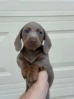 Exotic Color “Isabella”, a male Dachshund for sale in Phoenix, AZ – Photo 3 of 5