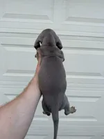 Exotic Color “Isabella”, a male Dachshund for sale in Phoenix, AZ – Photo 5 of 5