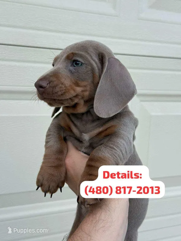 Exotic Color “Isabella”