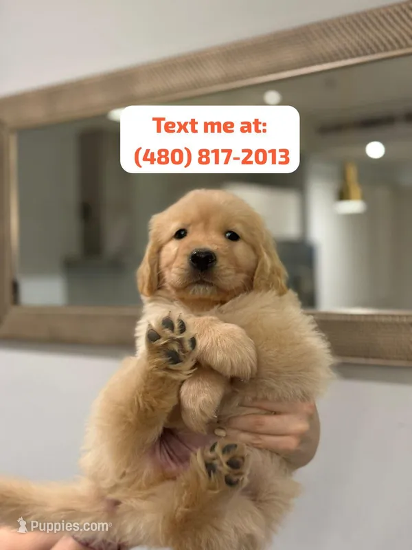 Golden Male #1 – Golden Retriever puppy for sale in Phoenix, AZ