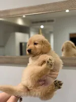 Golden Male #1, a male Golden Retriever for sale in Phoenix, AZ – Photo 3 of 3