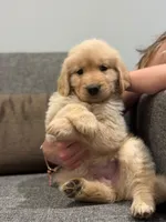 Golden Male #3, a male Golden Retriever for sale in Phoenix, AZ – Photo 3 of 3