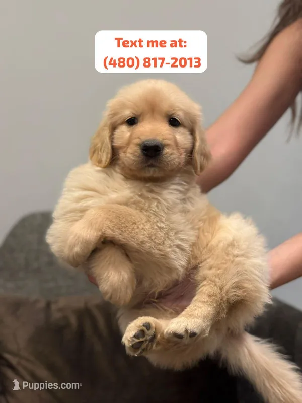 Golden Male #3 – Golden Retriever puppy for sale in Phoenix, AZ