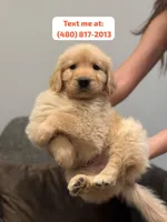 Golden Male #3, a male Golden Retriever for sale in Phoenix, AZ – Photo 1 of 3