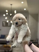 Golden Female #1, a female Golden Retriever for sale in Phoenix, AZ – Photo 2 of 3