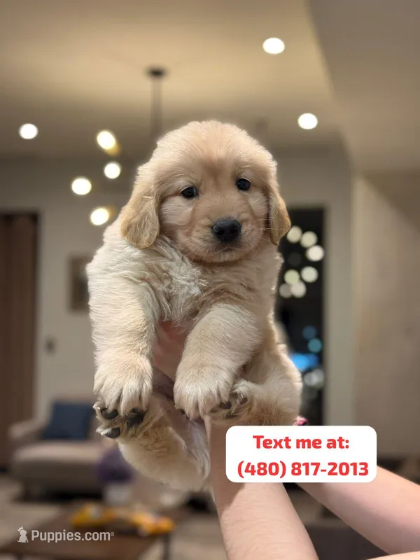 Golden Female #1 – Golden Retriever puppy for sale in Phoenix, AZ