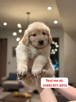 Golden Female #1, a female Golden Retriever for sale in Phoenix, AZ – Photo 1 of 3