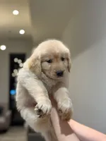 Golden Female #1, a female Golden Retriever for sale in Phoenix, AZ – Photo 3 of 3