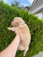 February Pups 2026, a female Golden Retriever for sale in Phoenix, AZ – Photo 3 of 3