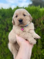 February Pups 2026, a female Golden Retriever for sale in Phoenix, AZ – Photo 2 of 3