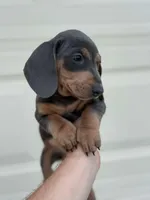 Exotic Color “Blue and tan”, a male Dachshund for sale in Phoenix, AZ – Photo 3 of 4