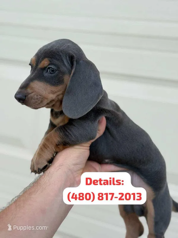 Exotic Color “Blue and tan”