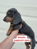 Exotic Color “Blue and tan”, a male Dachshund for sale in Phoenix, AZ – Photo 1 of 4