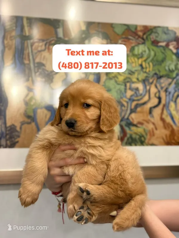 Golden Female #2 – Golden Retriever puppy for sale in Phoenix, AZ