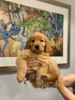 Golden Female #2, a female Golden Retriever for sale in Phoenix, AZ – Photo 2 of 2
