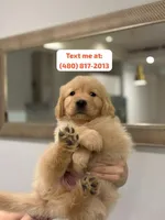 Male #2, a male Golden Retriever for sale in Phoenix, AZ – Photo 1 of 4